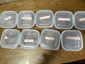 アシジロヒラフシアリの毒餌テスト準備