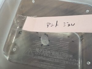 タッパーの中にそれぞれの毒餌を入れる