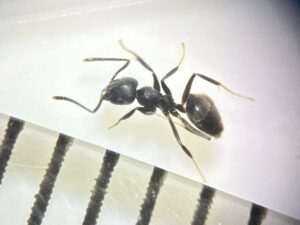 アシジロヒラフシアリ顕微鏡拡大上から