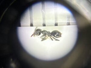 アシジロヒラフシアリ顕微鏡拡大横