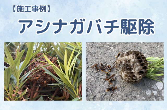 ハチの巣駆除（アシナガバチ駆除／一戸建て／植込み）