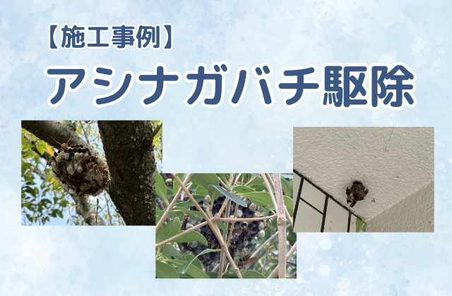 ハチの巣駆除（アシナガバチ駆除／一戸建て／庭木・軒下）