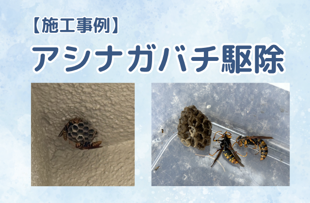 ハチの巣駆除（アシナガバチ駆除／一戸建て／軒下）
