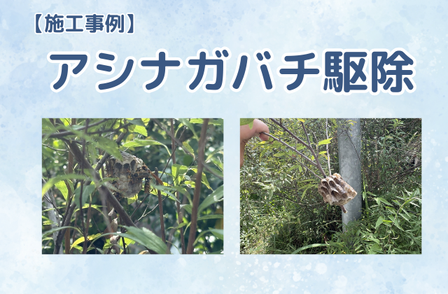 ハチの巣駆除（アシナガバチ駆除／一戸建て／植栽）