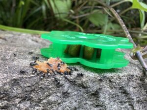 アリの巣コロリ半生にも食いつくアシジロヒラフシアリ