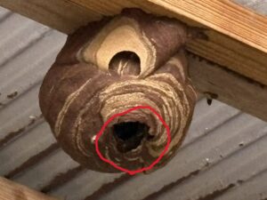 スズメバチの巣に開いている出入口