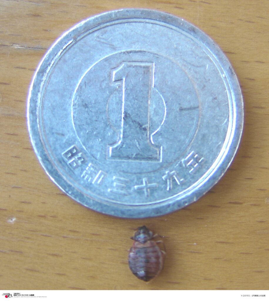 トコジラミ成虫と１円玉の比較