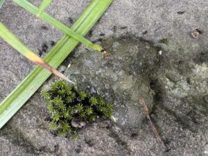 ハイドロジェルからアシジロヒラフシアリを追い散らしたら死骸はなかった