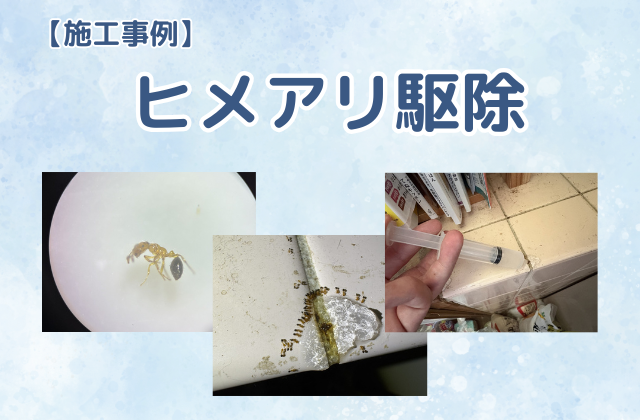 ヒメアリ駆除（木造一戸建て／台所）