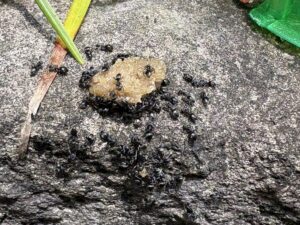 ウルトラ巣のアリフマキラーの中身に食いつくアシジロヒラフシアリ