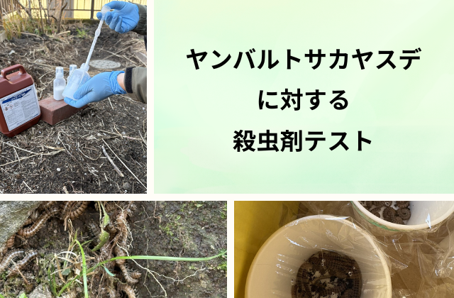 ヤンバルトサカヤスデに対する液体殺虫剤テスト