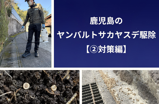 鹿児島のヤンバルトサカヤスデ駆除【②対策編】