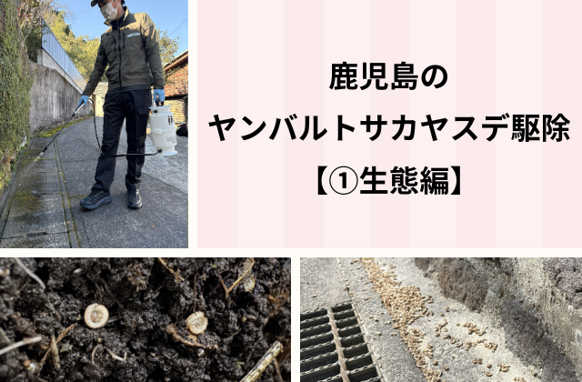 鹿児島のヤンバルトサカヤスデ駆除【①生態編】