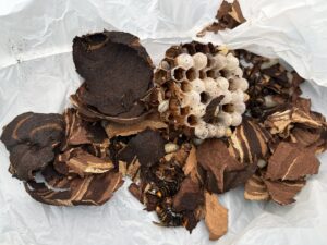 撤去した巣と駆除したスズメバチ
