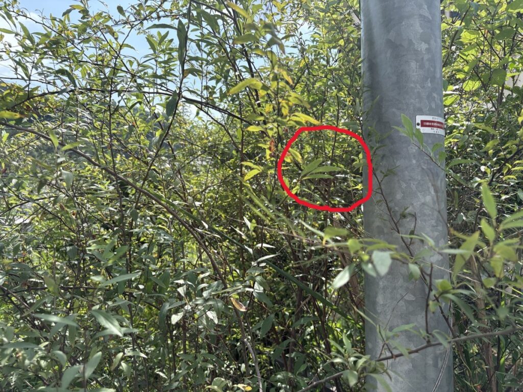 植込みの中にアシナガバチの巣