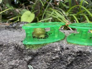 水で濡らしたフマキラーに群がるアシジロヒラフシアリ