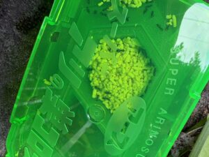 スーパーアリの巣コロリの顆粒に食いつくアシジロヒラフシアリ