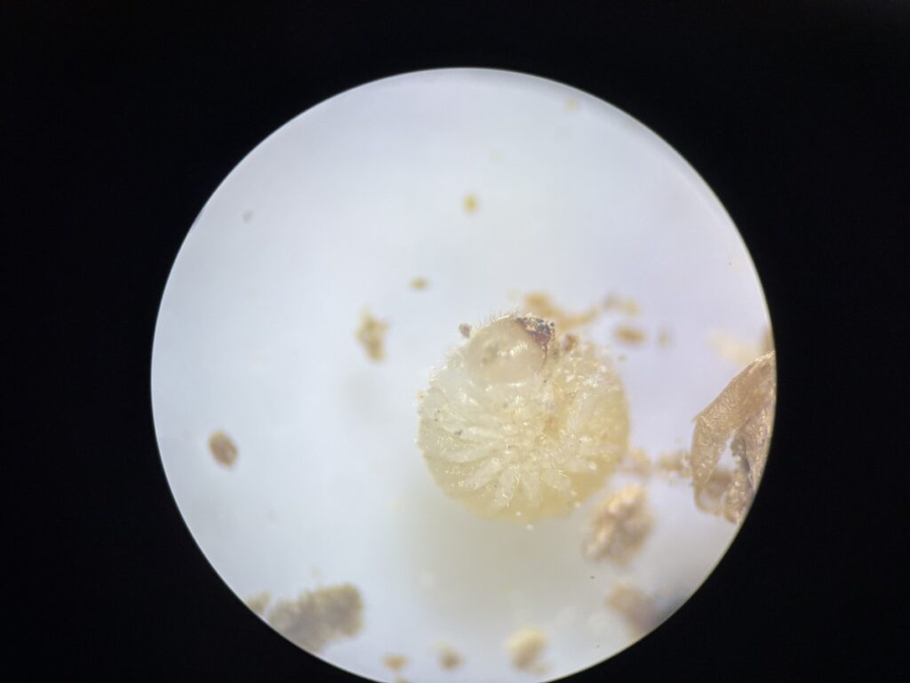 ジンサンシバンムシの幼虫