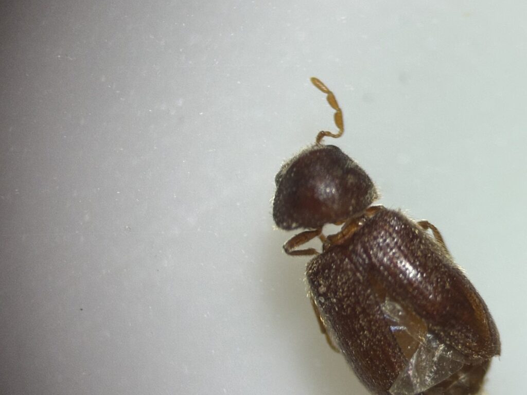 ジンサンシバンムシの触角