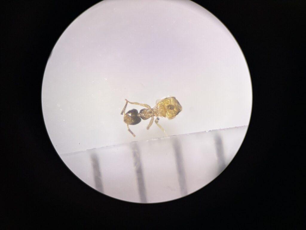 アワテコヌカアリを顕微鏡で拡大