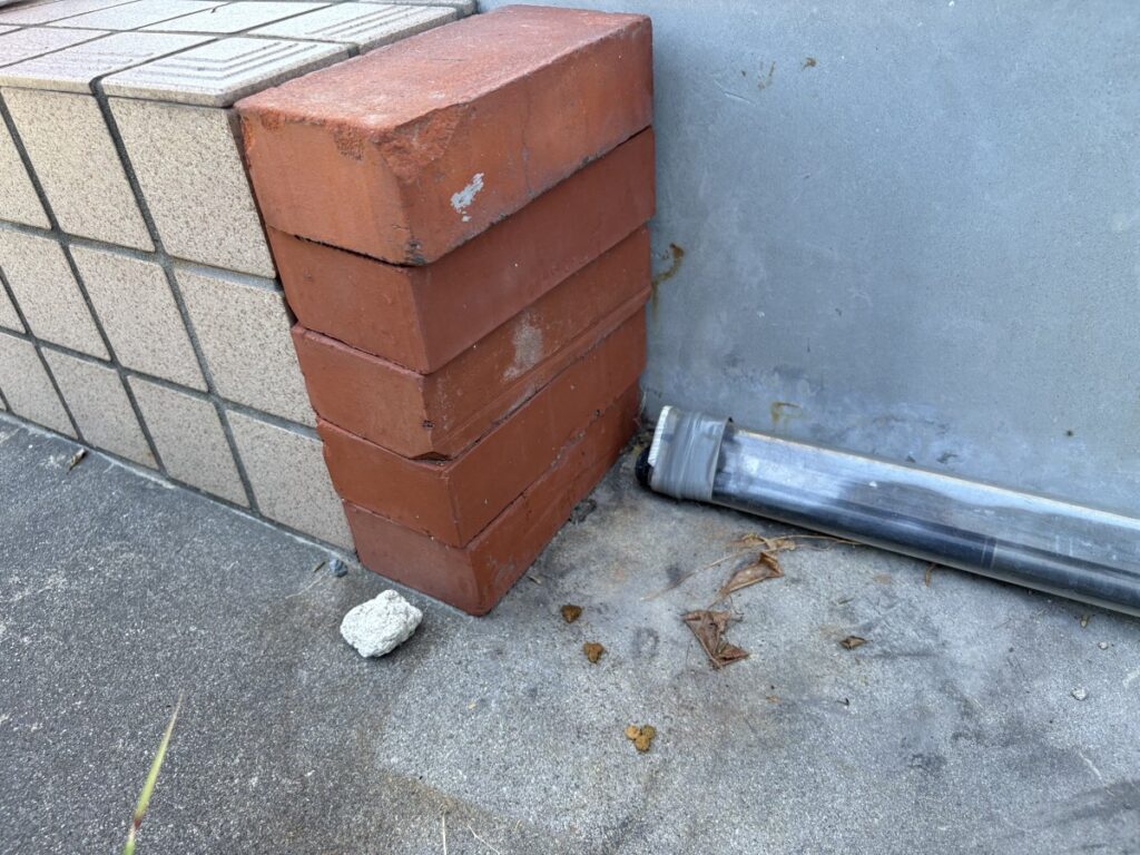 レンガの間にアワテコヌカアリの巣があった