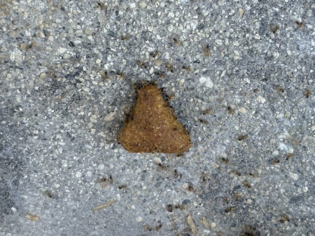 ムシクリンFL希釈液をロイヤルカナンにからめたもの。アリがそこそこ群がっている