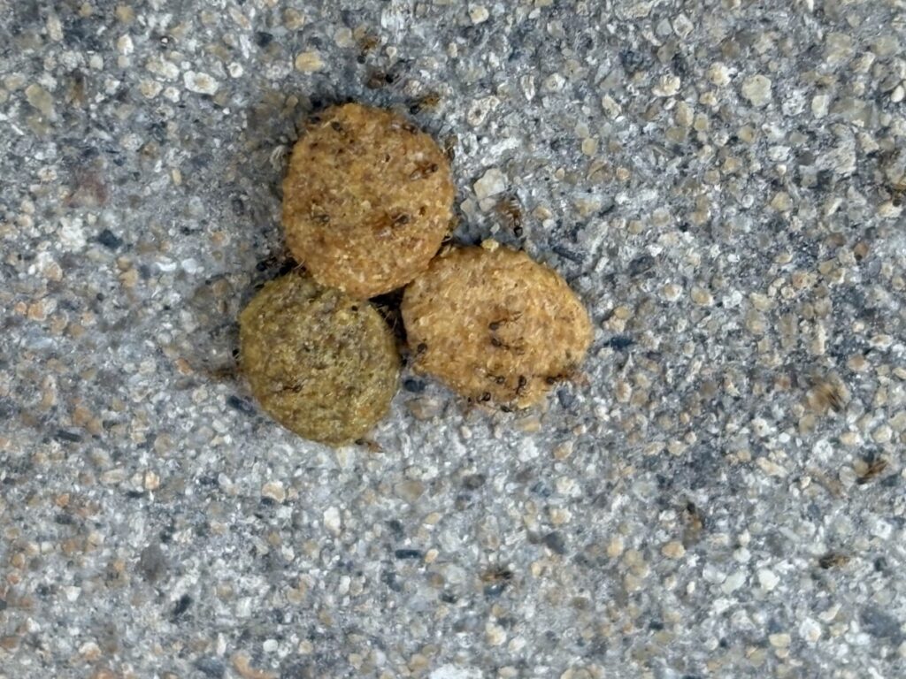 ムシクリン希釈液をねこ元気にからめたもの。アワテコヌカアリがそこそこ群がっている