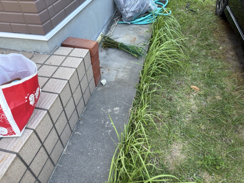 家の外周。犬走りの縁にアワテコヌカアリの行列があった