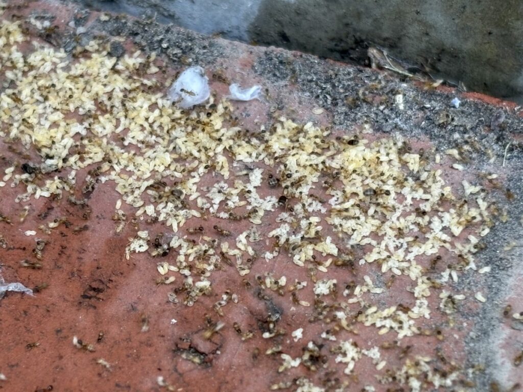 アワテコヌカアリの巣を拡大