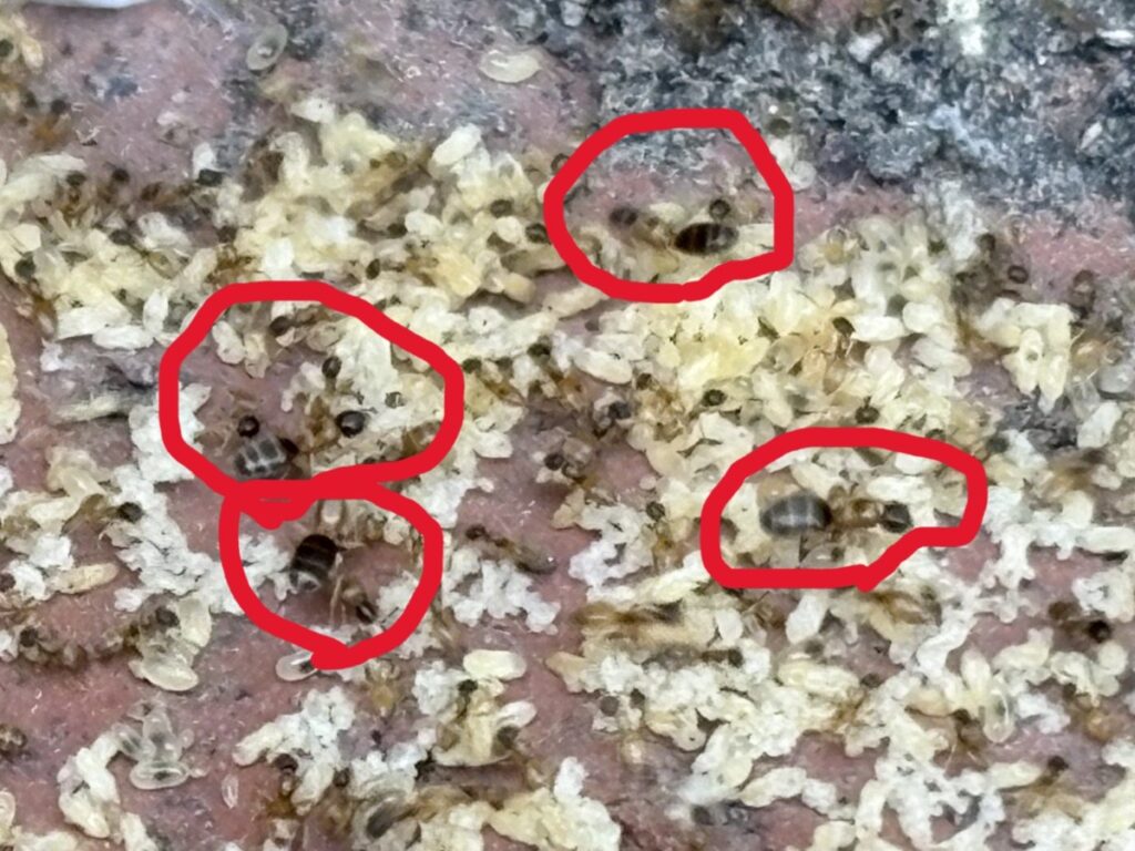 アワテコヌカアリの女王アリが複数確認された
