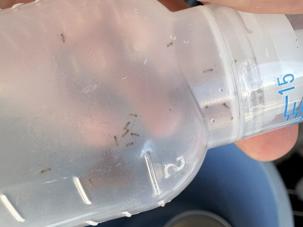 それぞれのアワテコヌカアリを別の容器に入れて保管