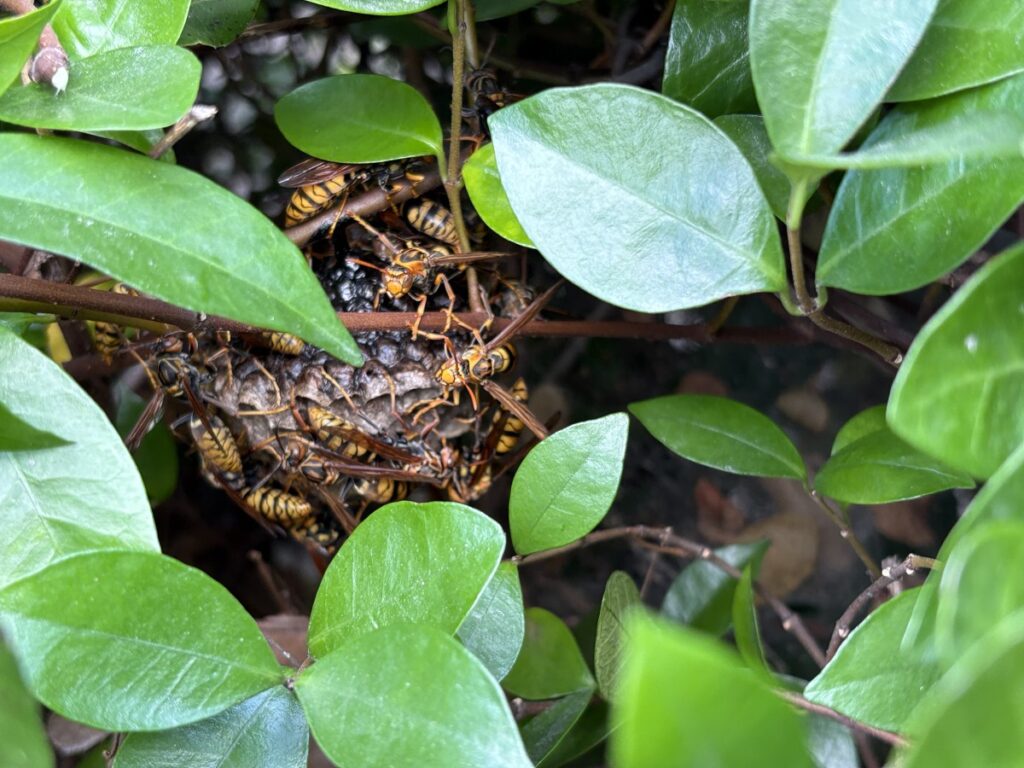 生け垣の枝葉を除去し、アシナガバチの巣を露出させた