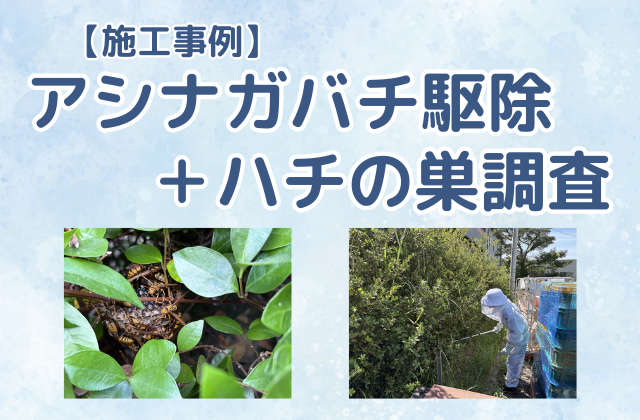 ハチ駆除（アシナガバチ駆除／食品加工場）＋ハチ生息調査