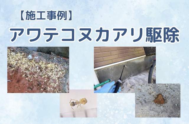 アリ駆除（一戸建て／アワテコヌカアリ駆除）