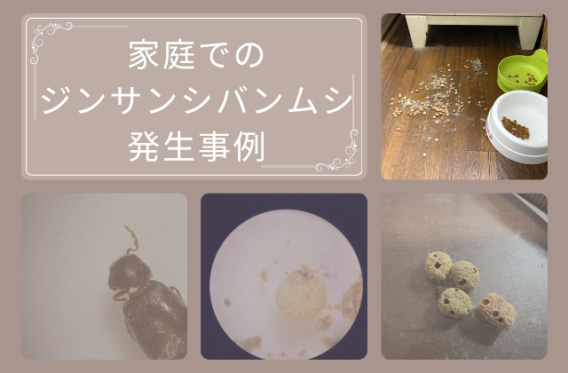 家庭でのジンサンシバンムシ発生事例