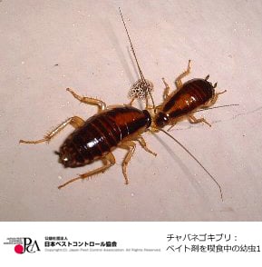 チャバネゴキブリ幼虫