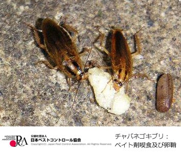 チャバネゴキブリ成虫