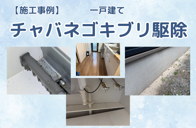 チャバネゴキブリ駆除（一戸建て）