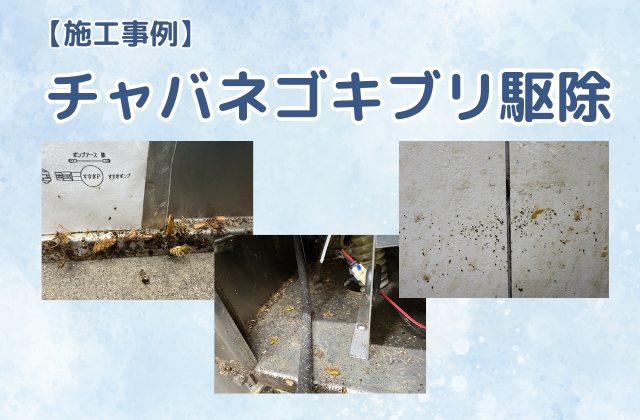 ゴキブリ駆除（チャバネゴキブリ／食品加工場）