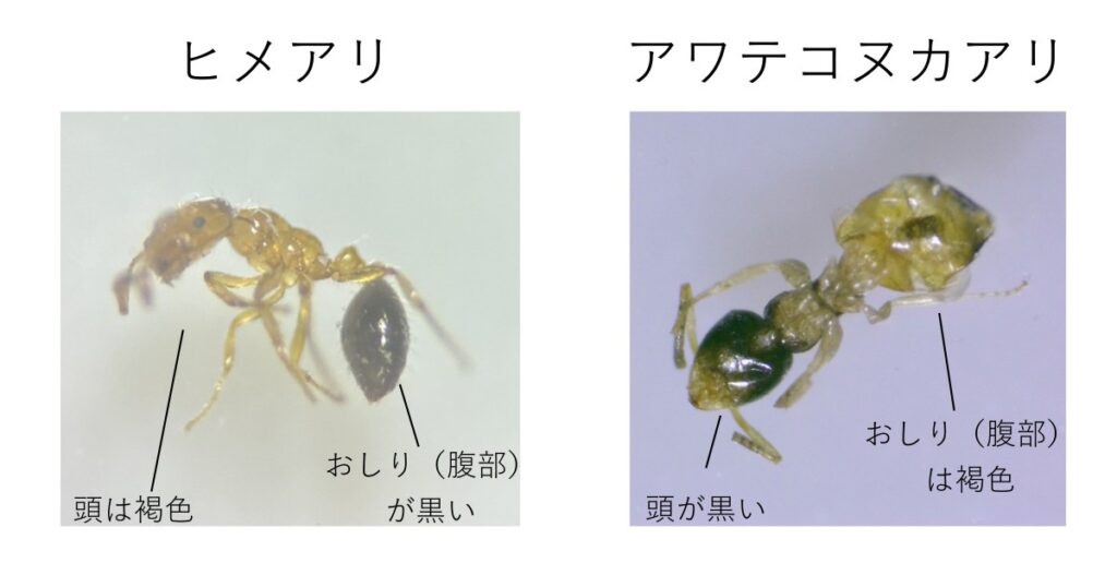 ヒメアリとアワテコヌカアリの外観比較