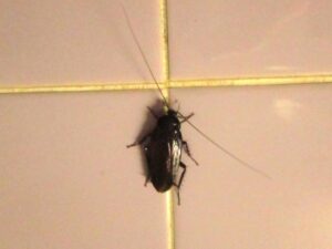 クロゴキブリ成虫