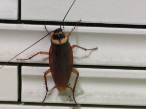 ワモンゴキブリ成虫