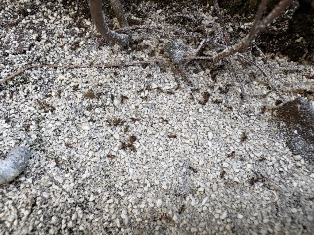 外周で駆除されたオオズアリ