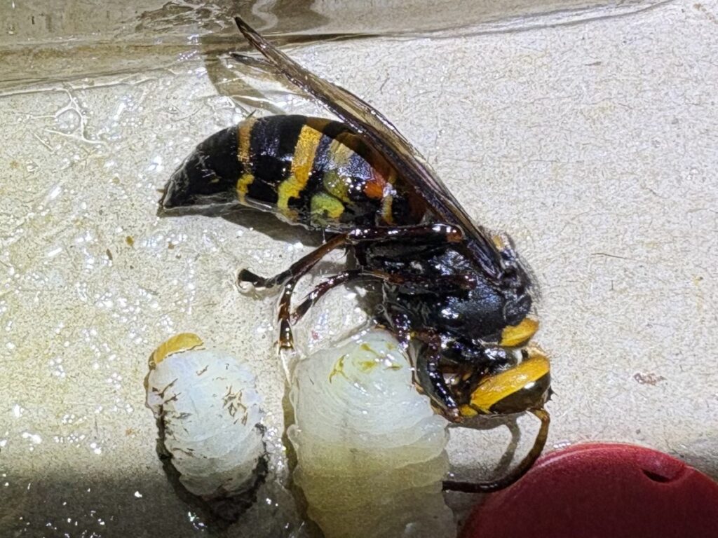 後日捕獲したヒメスズメバチ成虫