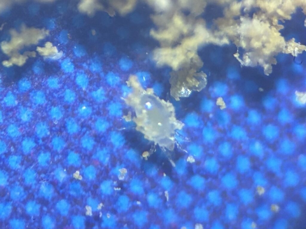 さらに拡大したケナガコナダニ