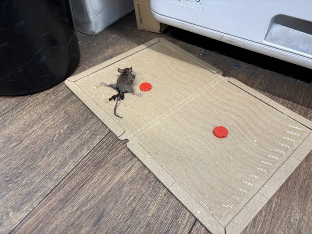 捕獲されたハツカネズミ