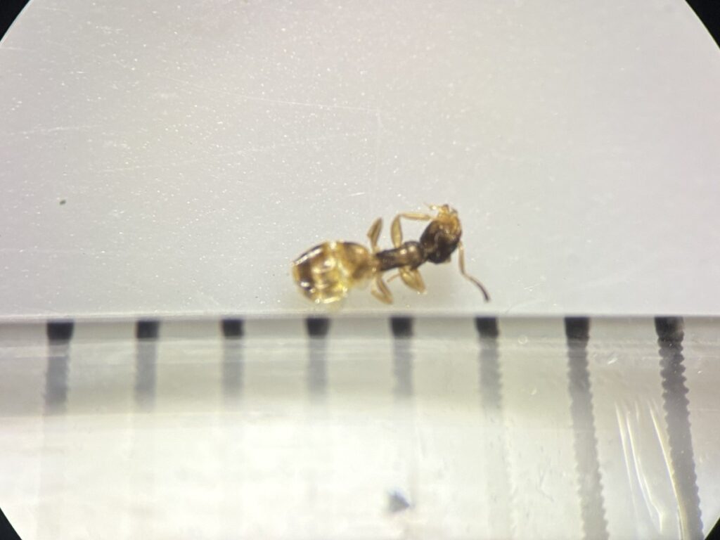 室内を歩いていたアワテコヌカアリ