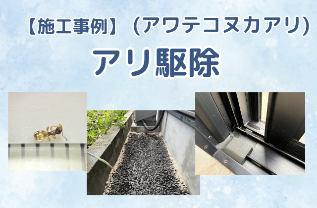 アリ駆除（アワテコヌカアリ／一戸建て）