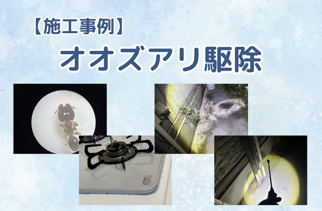 オオズアリ駆除（一戸建て）