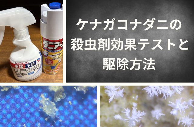 ケナガコナダニの殺虫剤テストと駆除方法｜業務用5種と市販品を比較
